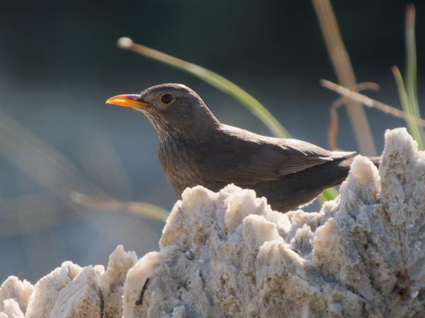 <h3><a href="/trips/kreta/biota/animalia/chordata/aves/040 passeriformes/107 turdidae/turdus merula/turdus merula-nl.html">Turdus&nbsp;merula</a> / Common&nbsp;blackbird / Merel</h3>OM-1 met OLYMPUS M.150-400mm F4.5 TC, 1/1250 sec  bij F5.6, ISO 800, afstand 17.9&nbsp;m